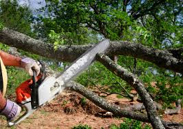 Best Tree Cabling and Bracing  in Fifth Street, TX