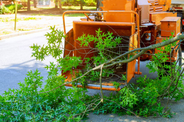 Best Firewood Processing and Delivery  in Fifth Street, TX
