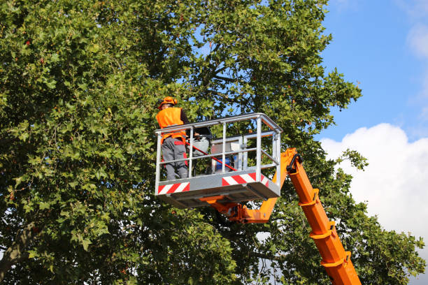 Best Stump Grinding and Removal  in Fifth Street, TX