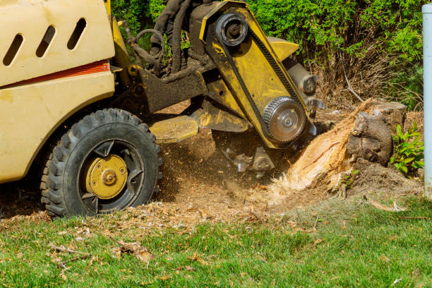 Best Soil Testing and Treatment  in Fifth Street, TX