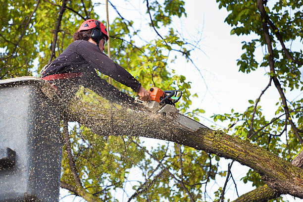 Best Tree Preservation Services  in Fifth Street, TX